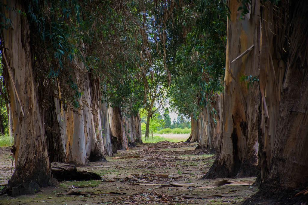 Marchihue Hacienda Historica Marchigueゲストハウス エクステリア 写真
